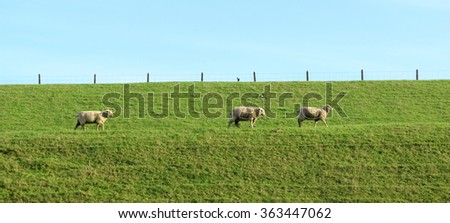 Three sheep graze in a field at farm