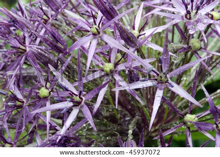 Detail of flower (Allium crisophii)