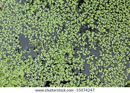 Duck weed on the water