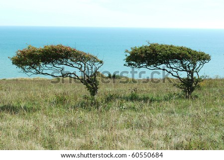 Two trees with ocean in background taken in Seven Sisters,Sussex,England.