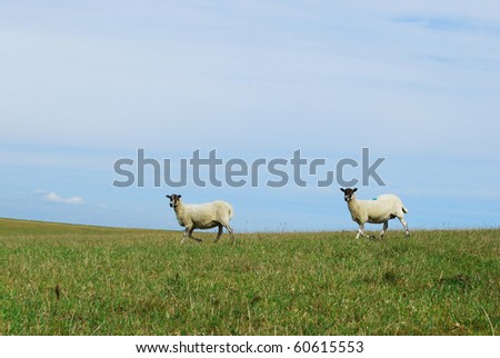 Two sheep on the horizon against blue sky taken on the farm in Sussex, England