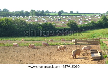 stock-photo-pig-farm-in-devon-england-457915090.jpg
