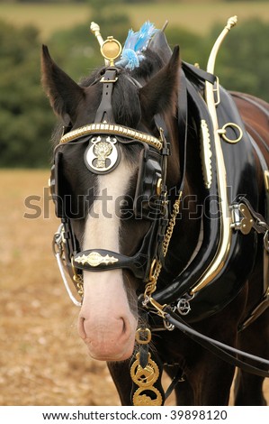 SHIRE HORSE