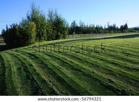 Freshly Mowed Lawn with Distinctive Track Markings in the Evening