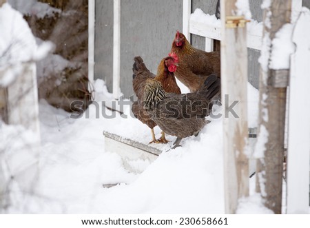 Welsummer chickens stepping out into the first snow of the year.