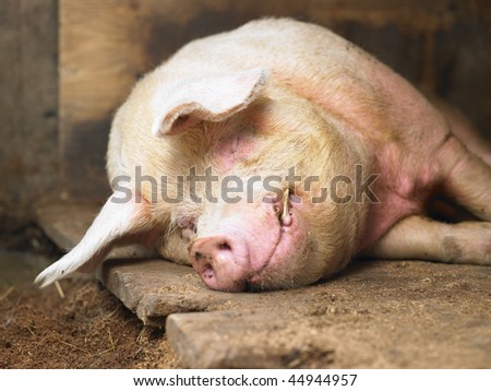 Closeup of sleeping pig facing the camera. Horizontal shot.