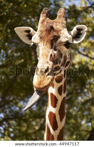 Closeup of giraffe with tongue sticking out. Vertical shot.