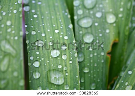 of water droplets on leaves