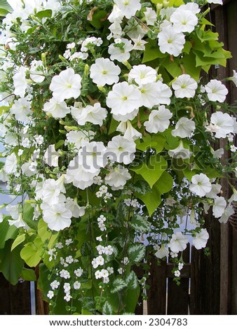 Beautiful bouquet with white petunias and other flowers decorating wall in greenhouse .