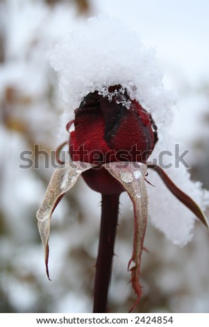 Romantic winter image with frozen rose under first snow.