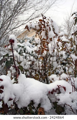 Romantic winter image with frozen rose bush under first snow.