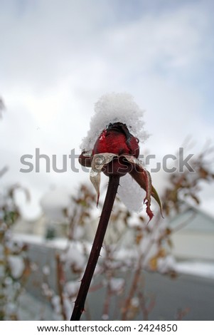 Romantic winter image with frozen rose under first snow.