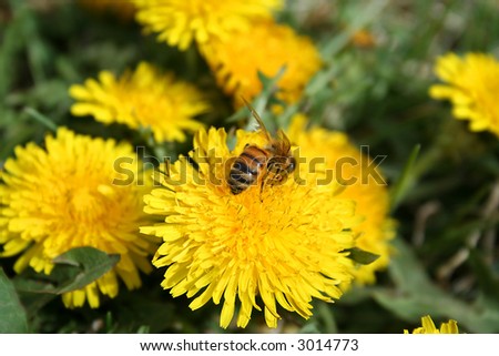 Honeybee collecting pollen from dandelion in early spring . Honey bee is  flying insect ,a subset of the bee family.