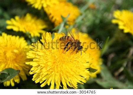 Honeybee collecting pollen from dandelion in early spring . Honey bee is  flying insect ,a subset of the bee family.