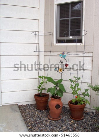 Home grown Japanese eggplant , hot pepper and cherry tomatoes in terracotta pots near window .