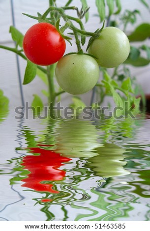 Home grown cherry tomatoes in different stages of ripening hanging from the vine with reflection in the water .