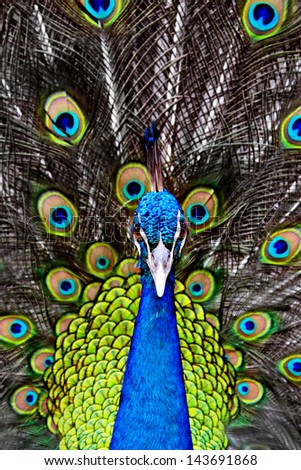 Peacock in the thailand zoo