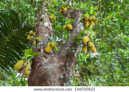 Very big jack fruit tree with fruits