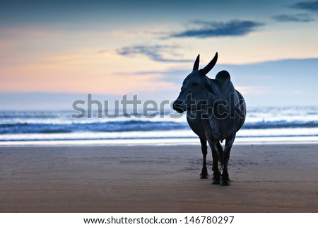 Big bull silhouette on the Goa beach, India