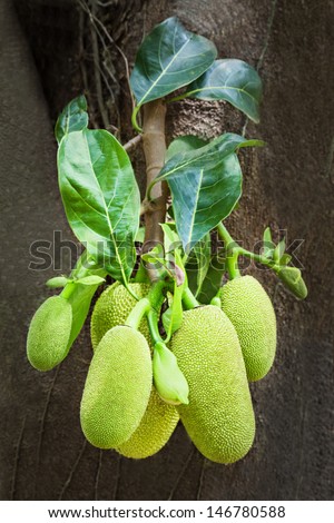 Very big jack fruit tree with fruits