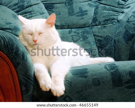 Sofa Cat