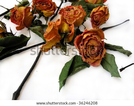 Bright and beautiful Yellow Orange Dry Roses scattered on white