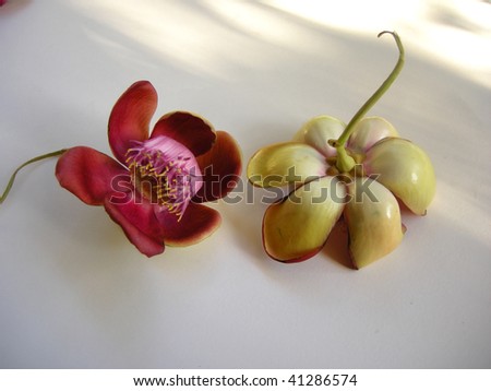 Beautiful, exotic and fragrant Cannonball flower is found in Asia, Africa and in South America in Amazon rainforests.