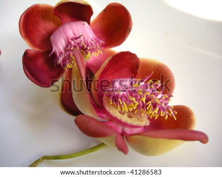 Beautiful, exotic and fragrant Cannonball flower is found in Asia, Africa and in South America in Amazon rain-forests.