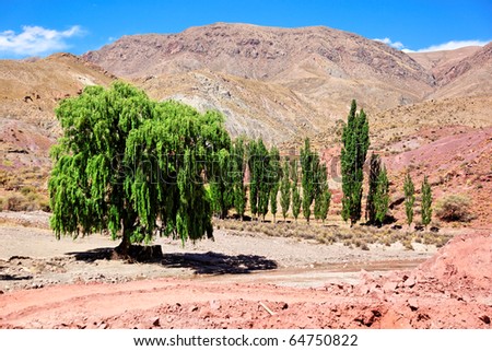 Group of green trees in desert, Bolivia
