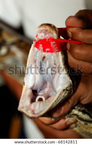Hand holding snake with mouth open