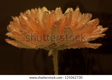 Chrysanthemum under water with air drops on black background