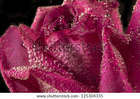 Red rose closeup under water. Flowers art design. Valentine day holiday card.