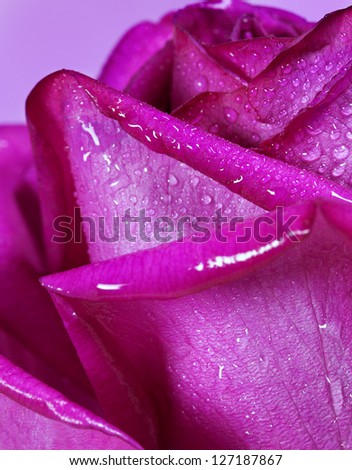 Purple rose closeup. Flowers art design. Valentine day holiday card