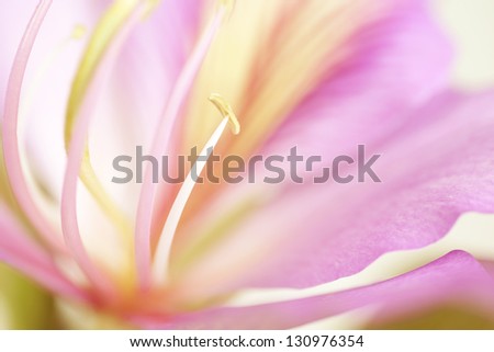 Purple flower closeup. Flowers art design. Valentine day holiday card