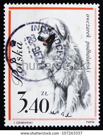 POLAND - CIRCA 1963: a stamp printed in the Poland shows Sheep Dog, circa 1963