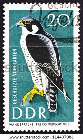 GDR - CIRCA 1967: a stamp printed in GDR shows Peregrine Falcon, Falco Peregrinus, Bird of prey, Protected Birds, circa 1967