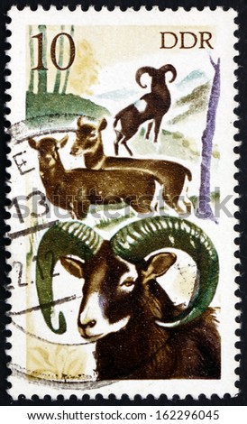GDR - CIRCA 1977: a stamp printed in GDR shows Mouflons, Ovis Aries Orientalis, Animal, circa 1977