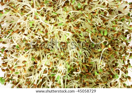 Alpha-alpha sprouts, close-up of edible sprouted seed