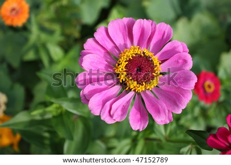 Colorful zinnia flower isolated against the softly muted shades of the other flowers in the garden