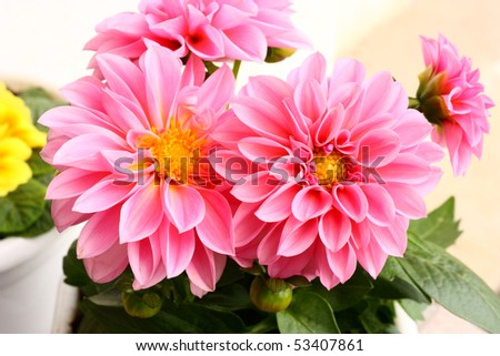 Two vermilion dahlias against the softly muted shades of the leaves