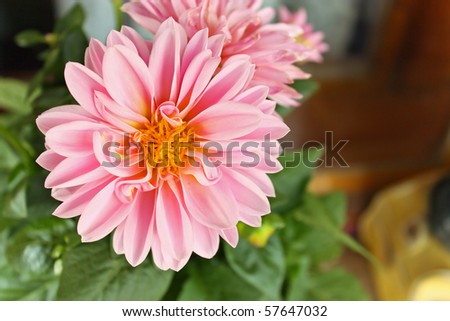 Pink dahlia against the softly muted shades of the leaves