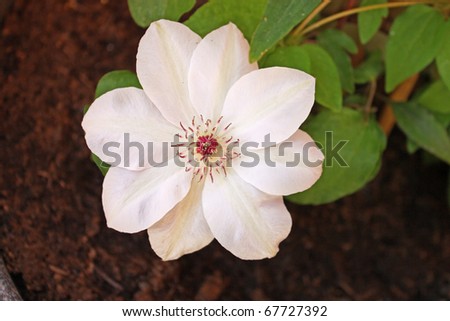 Flower of white clematis isolated against the softly muted shades of the leaves