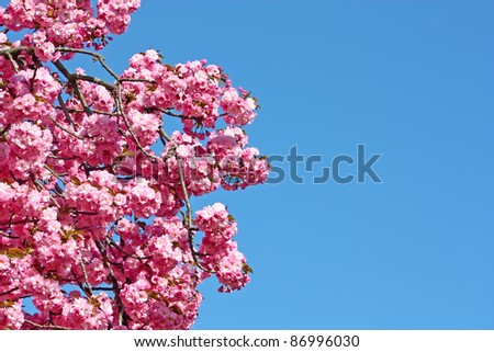Almond tree in blossom, pink flowers and sky
