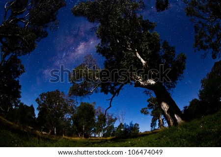 The milky way over old eucalypt trees. High iso to capture stars and milky way with no movement.