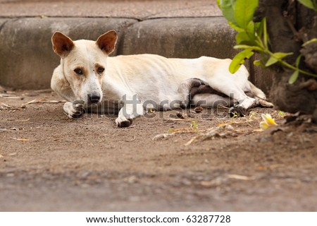 A skinny dog on the streets of Sanur, Bali, Indonesia.
