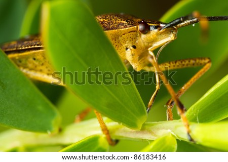 A close up of a bug crawling along leaves and plant stem.