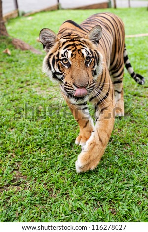 Hungry looking Indo-China Tiger
