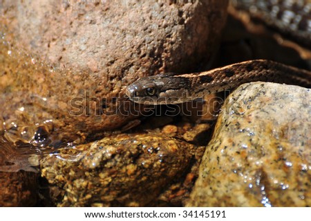 Forked Tongue Gopher Snake