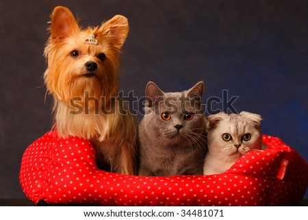 A dog and two cats with in Mat
