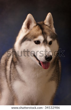 husky smile